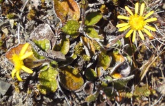 Brachyglottis bellidioides