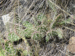 Opuntia fragilis