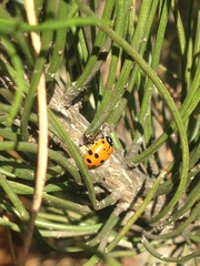 Hippodamia convergens