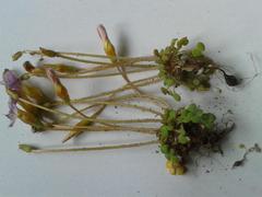 Oxalis fergusonae