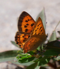 Tharsalea dorcas sangremar