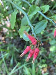 Euphorbia tithymaloides