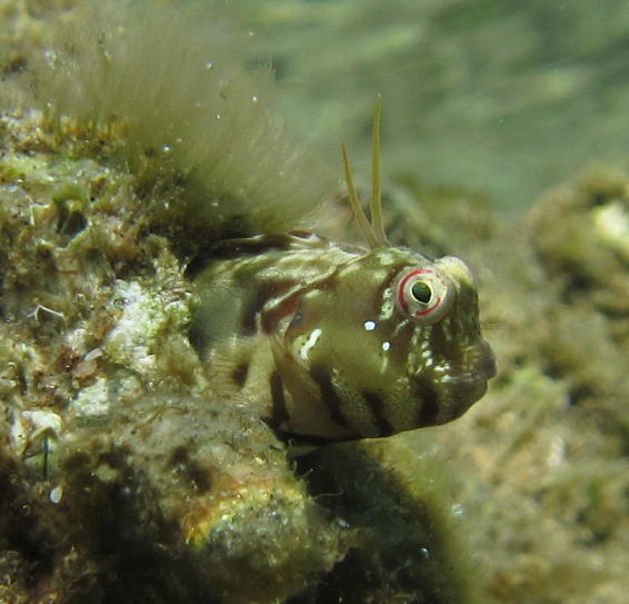 Horned Rockskipper