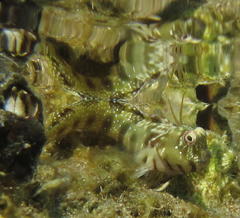 Antennablennius bifilum