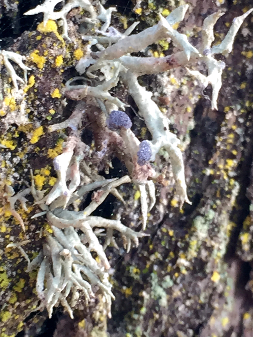 Niebla cephalota image