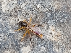 Tetragonisca angustula