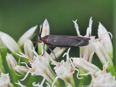 Acoloithus falsarius