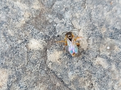 Tetragonisca angustula