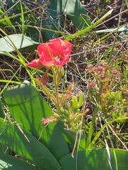 Drosera cistiflora