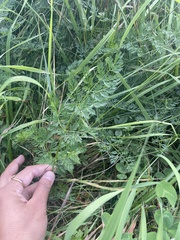 Selinum