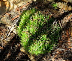 Haworthia outeniquensis