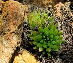 Haworthia outeniquensis