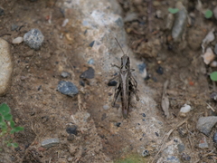 Glyptobothrus