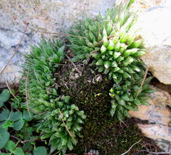 Haworthia outeniquensis