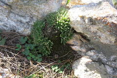 Haworthia outeniquensis