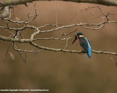 Alcedo atthis