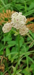 Astrantia major