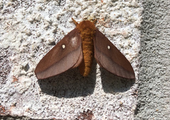 Anisota pellucida