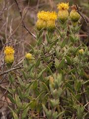 Pteronia oppositifolia