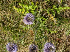 Echinops ritro