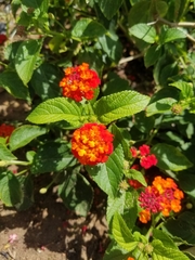 Lantana