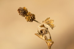 Alchemilla conglobata