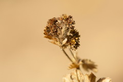 Alchemilla conglobata