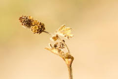 Alchemilla conglobata