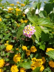 Lantana