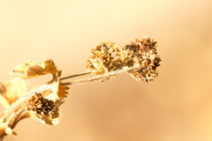 Alchemilla conglobata