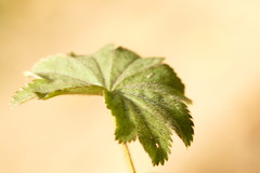 Alchemilla conglobata