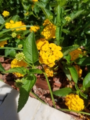 Lantana