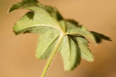 Alchemilla conglobata