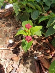 Lantana