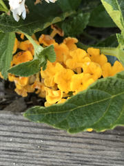 Lithospermum canescens