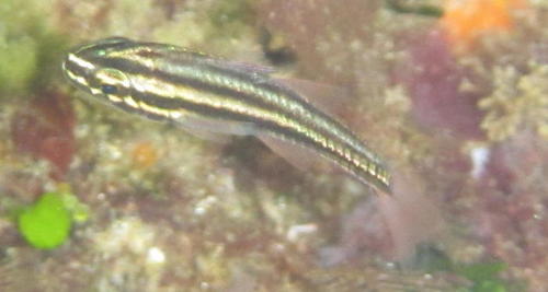 Broadstriped Cardinalfish