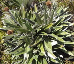 Celmisia semicordata