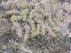 Opuntia fragilis