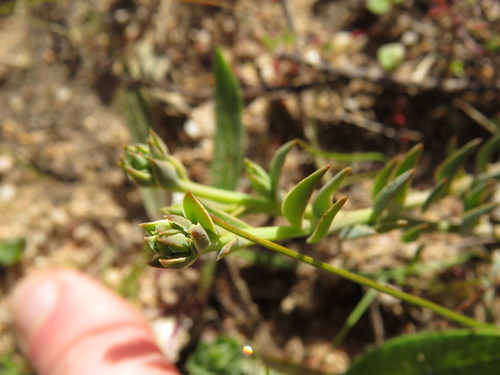 Image of Thesium ecklonianum by (c) Jeremy Gilmore, some rights reserved (CC BY)