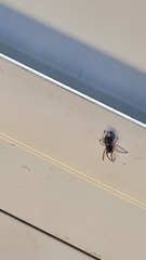 Trachelopachys