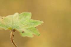 Alchemilla breviloba