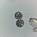 Achromatium oxaliferum - Photo (c) Phaulactis, algunos derechos reservados (CC BY-NC), subido por Phaulactis