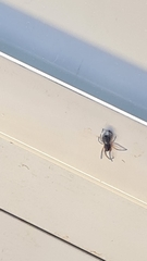 Trachelopachys