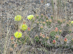 Opuntia fragilis