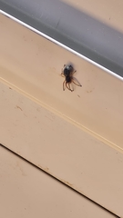 Trachelopachys
