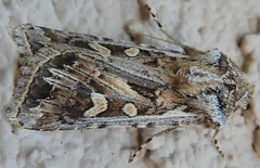 Euxoa cicatricosa