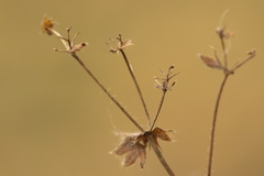 Alchemilla substrigosa