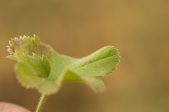 Alchemilla substrigosa