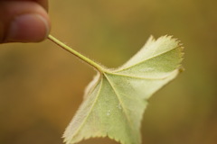 Alchemilla substrigosa