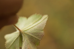 Alchemilla substrigosa